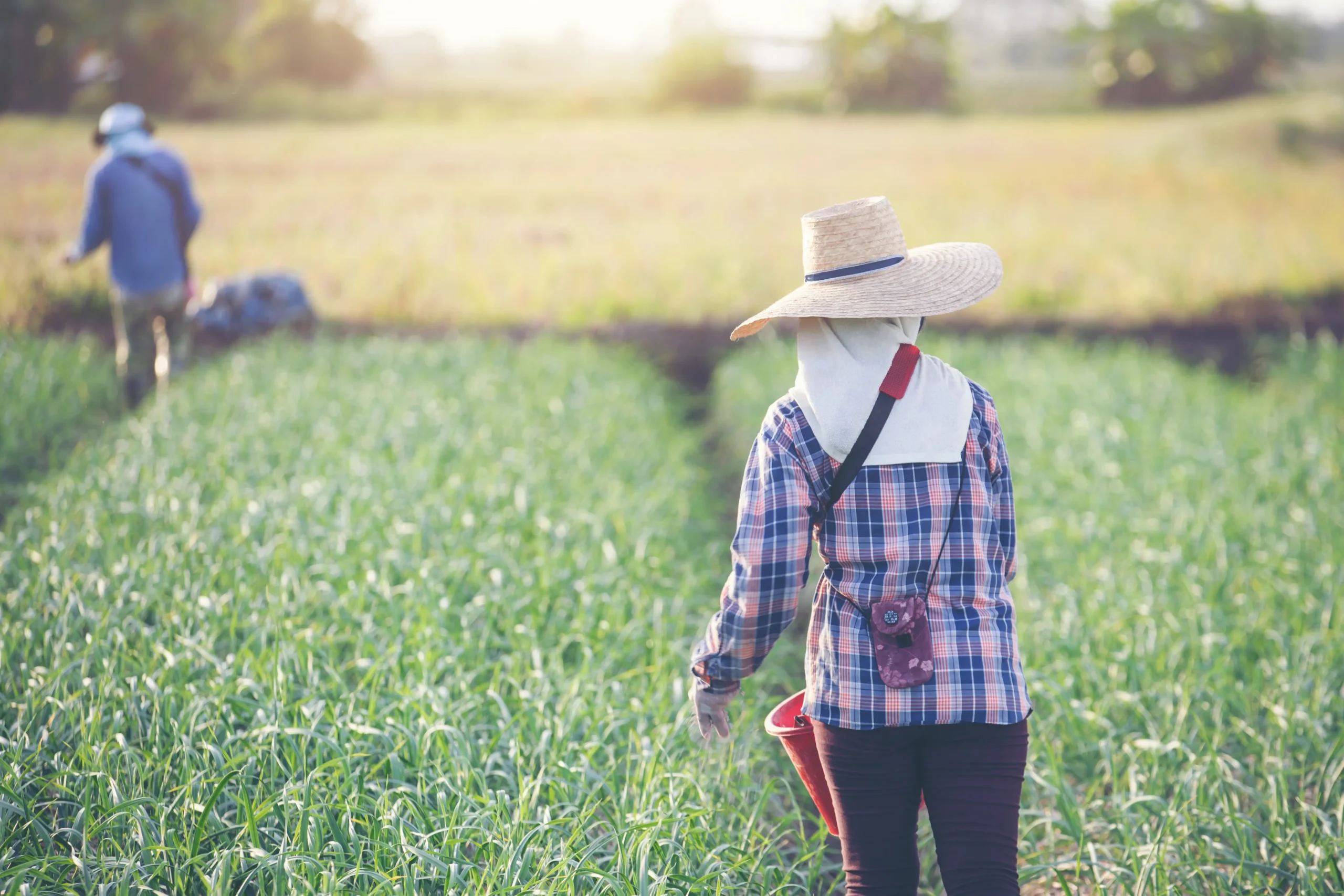 women-gardeners-are-fertilizing-onion-garden